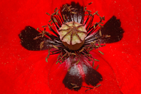 Papaver rhoeas Papaver rhoeas